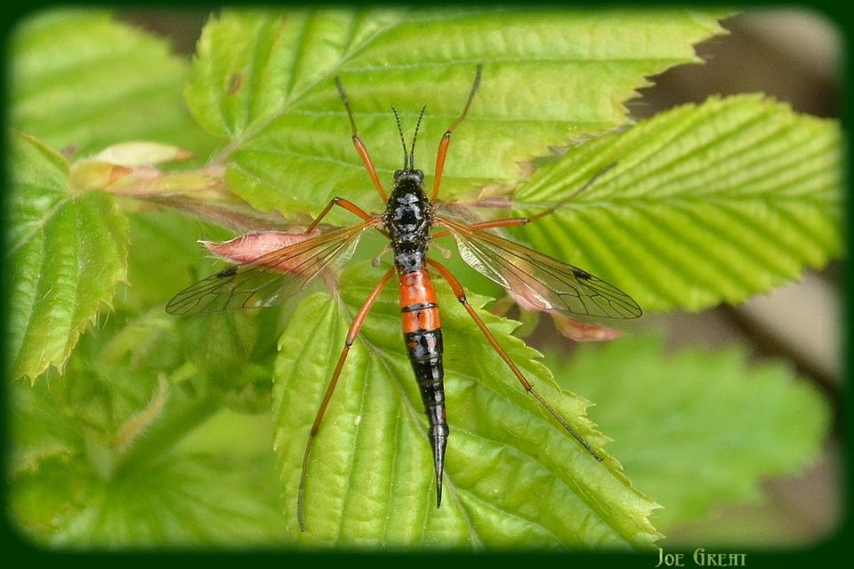 Tanyptera nigricornis