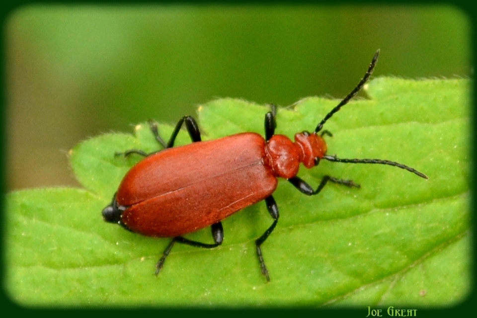 Pyrochroa serraticornis - közép-bíborbogár