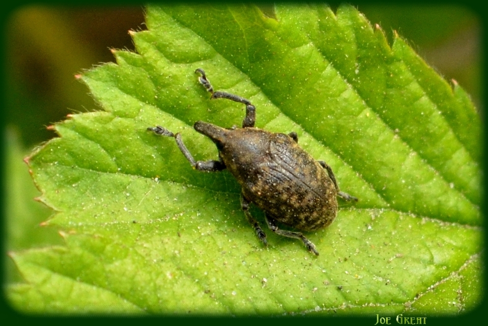 Larinus turbinatus - kúposorrú púderbarkó