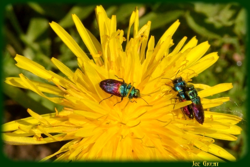 Anthaxia salicis - bíboros virágdíszbogár