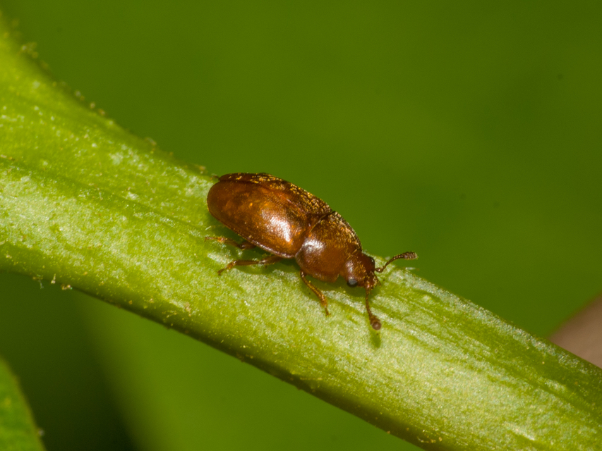 Epuraea Epuraea