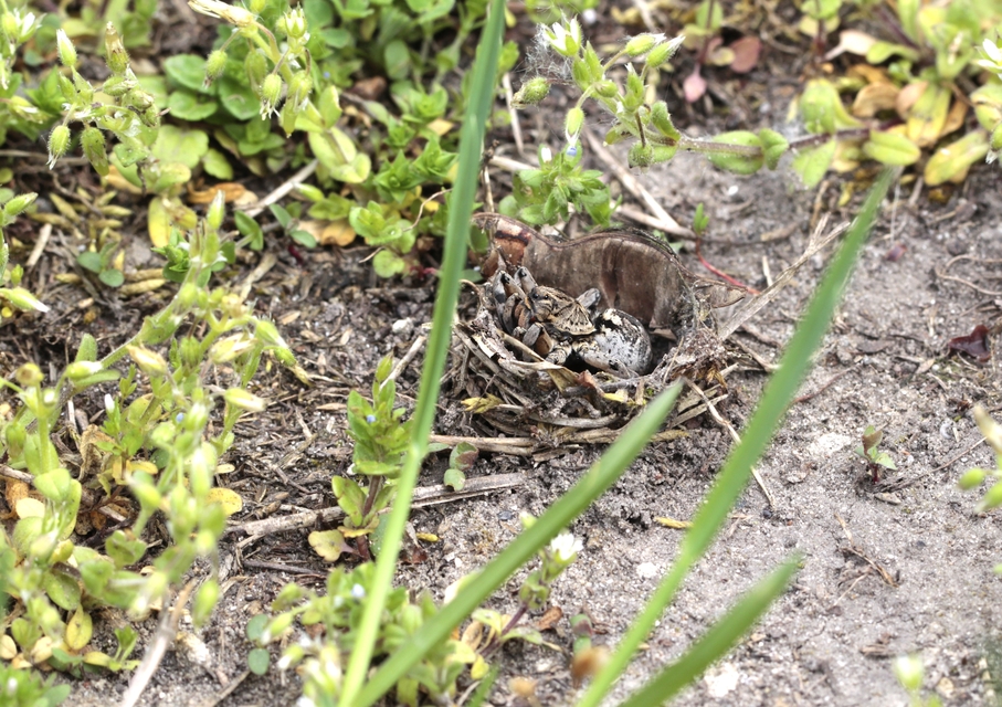 Geolycosa vultuosa - pokoli cselőpók
