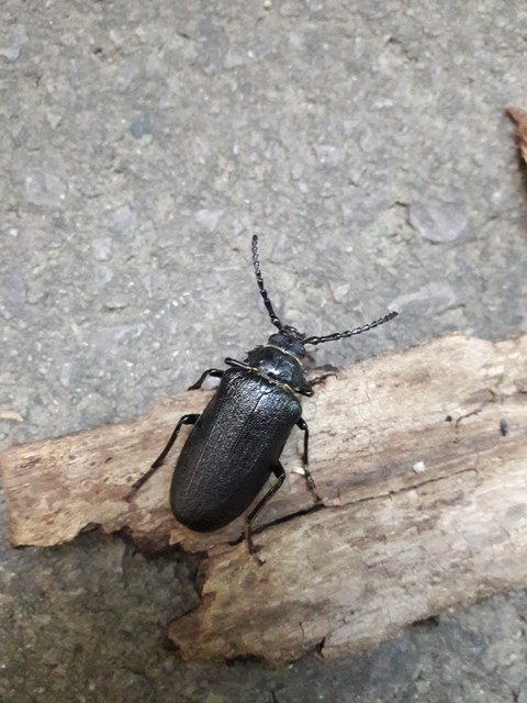 Prionus coriarius - csőszcincér