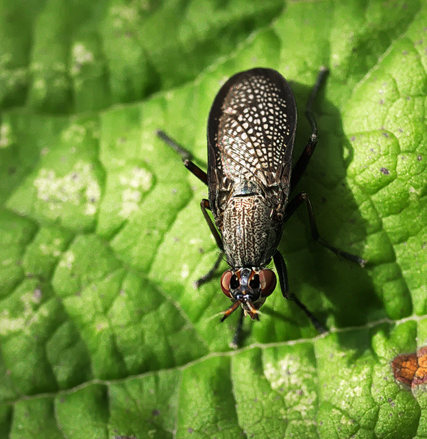 Coremacera marginata