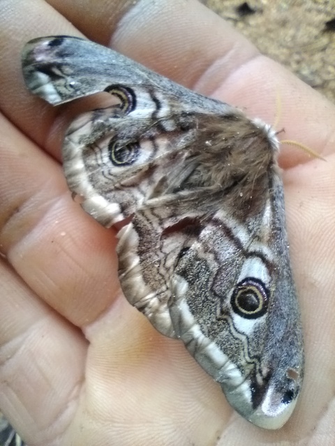Saturnia pavoniella/pavonia
