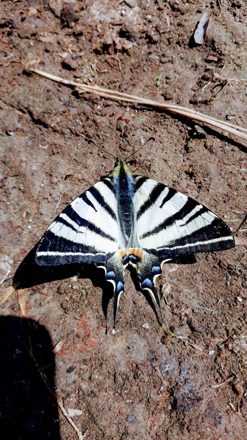 Iphiclides podalirius - kardoslepke Iphiclides podalirius - kardoslepke