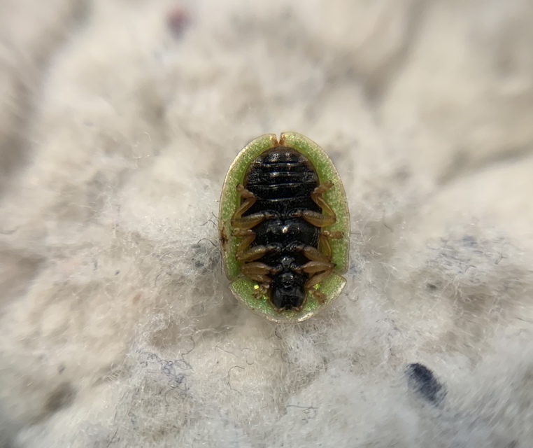 Cassida pannonica - pannon pajzsbogár