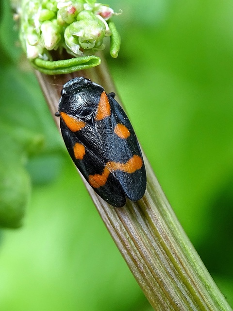 Cercopis arcuata/sanguinolenta