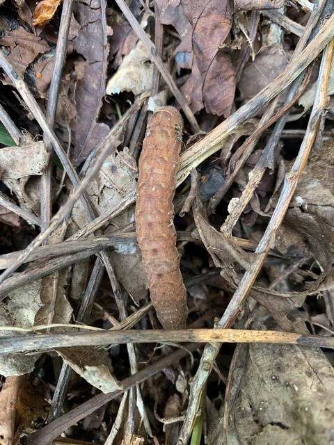 Noctua fimbriata - szélessávú sárgafűbagoly