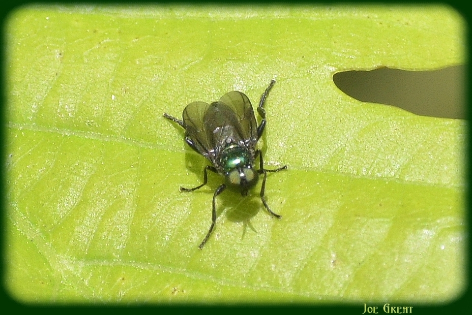 Stratiomyidae - katonalégyfélék
