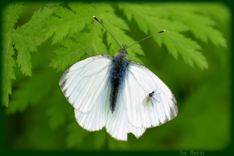 Pieris napi - repcelepke
