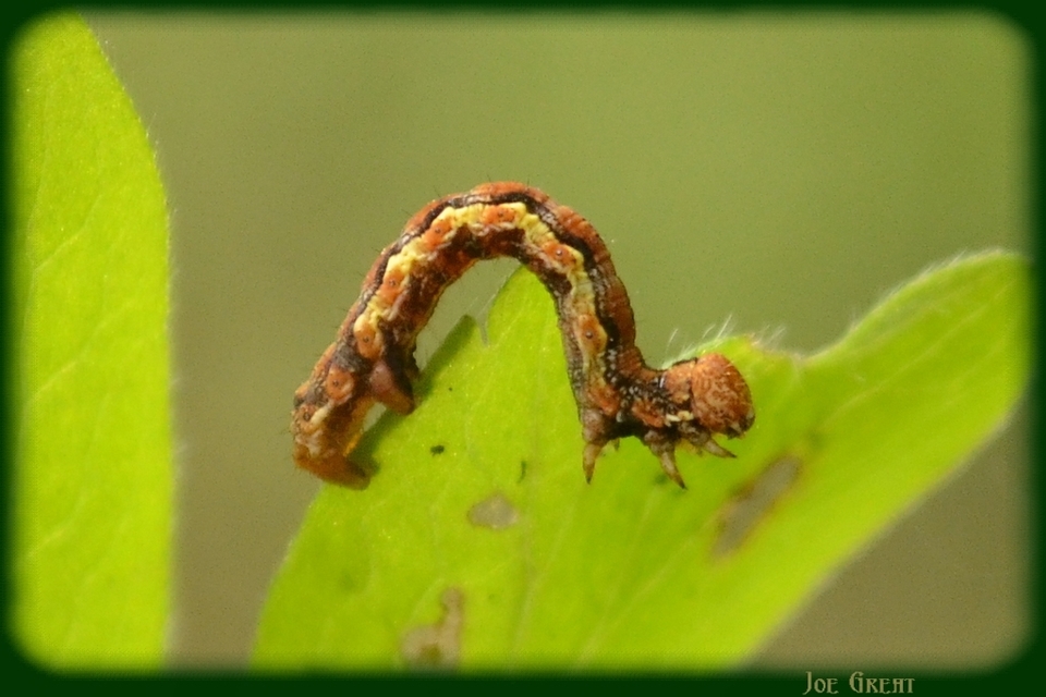 Erannis defoliaria - nagy téliaraszoló