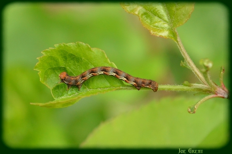 Erannis defoliaria - nagy téliaraszoló