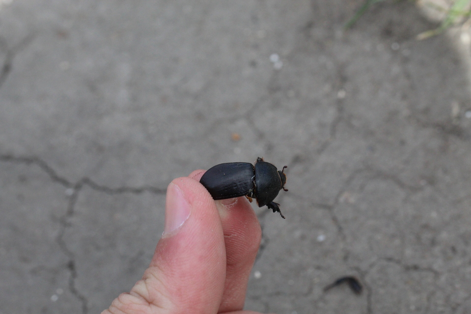 Pentodon idiota - butabogár