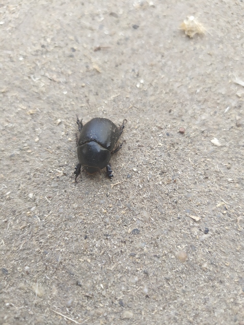 Pentodon idiota - butabogár