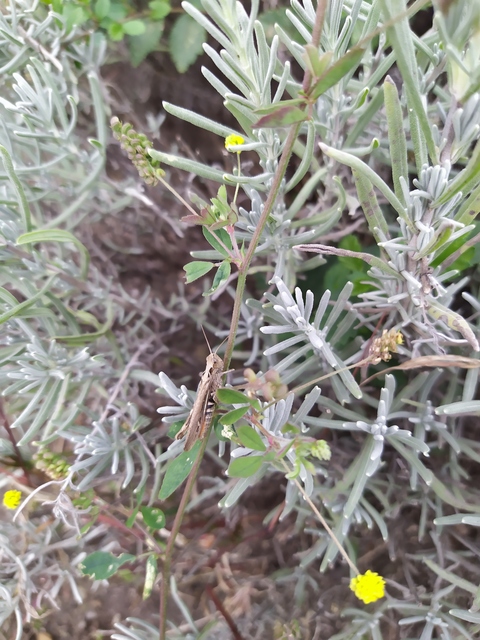 Chorthippus brunneus - közönséges tarlósáska