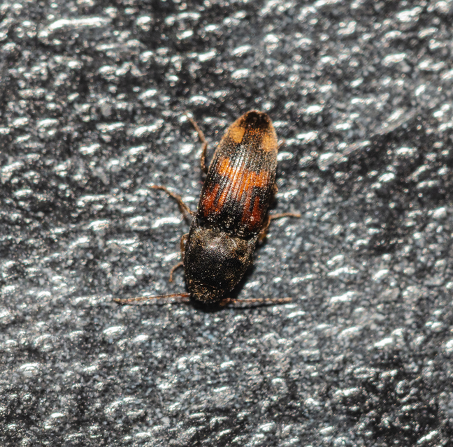 Drasterius bimaculatus - változékony pattanó