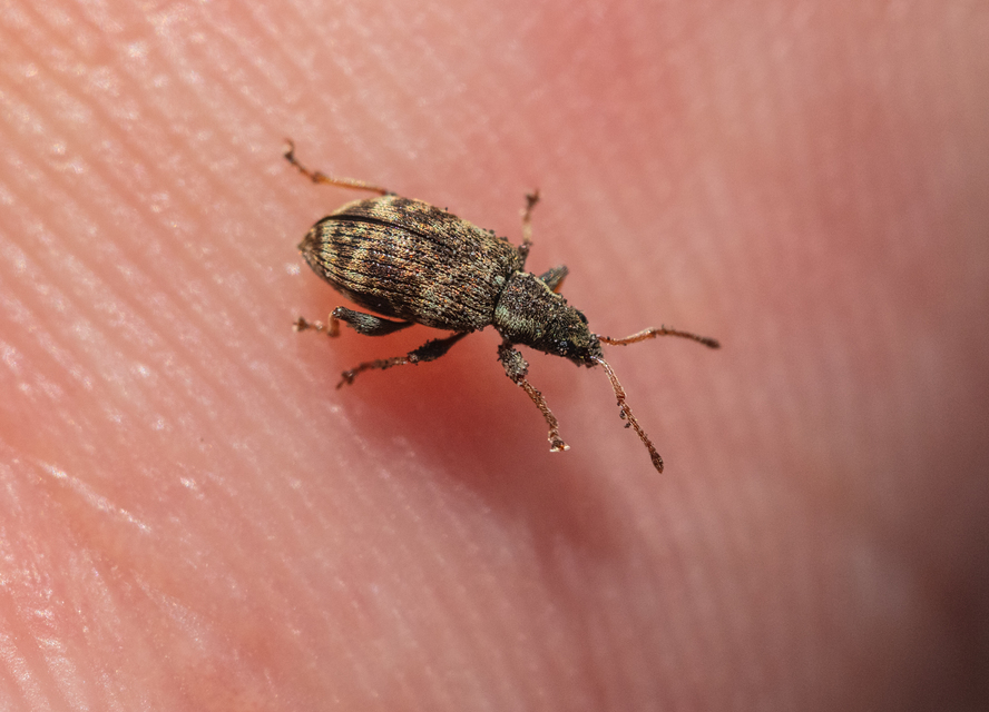 Oedecnemidius varius - tarka tölgyormányos
