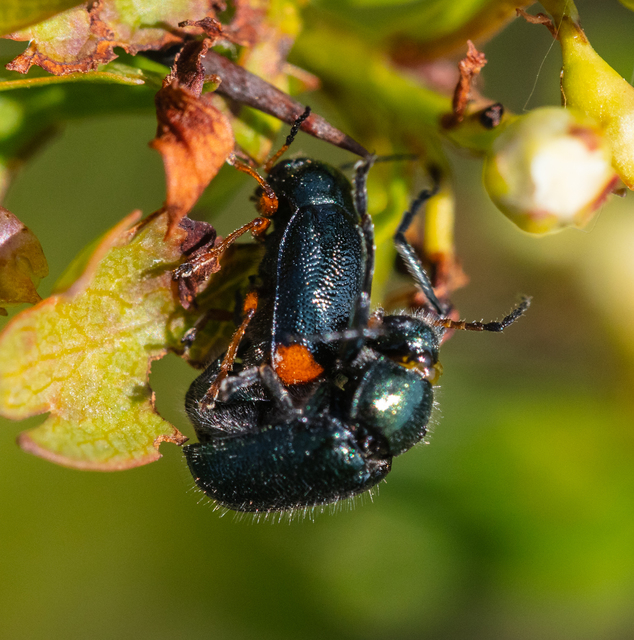 Cryptocephalus schaefferi - lapátlábú zömökbogár