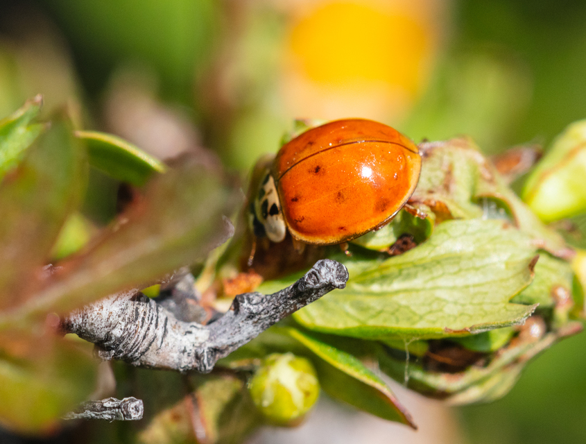 Harmonia axyridis - harlekinkatica