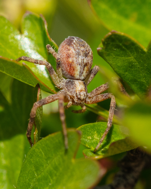 Philodromus