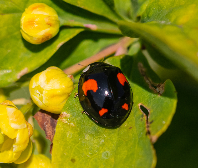 Harmonia axyridis - harlekinkatica