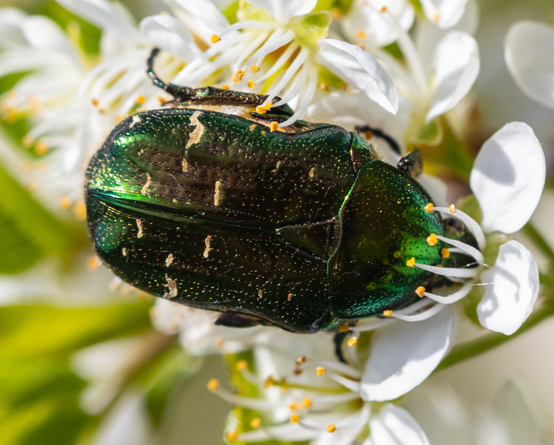 Cetonia aurata - aranyos virágbogár