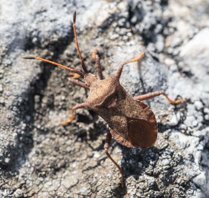 Coreus marginatus - közönséges karimáspoloska