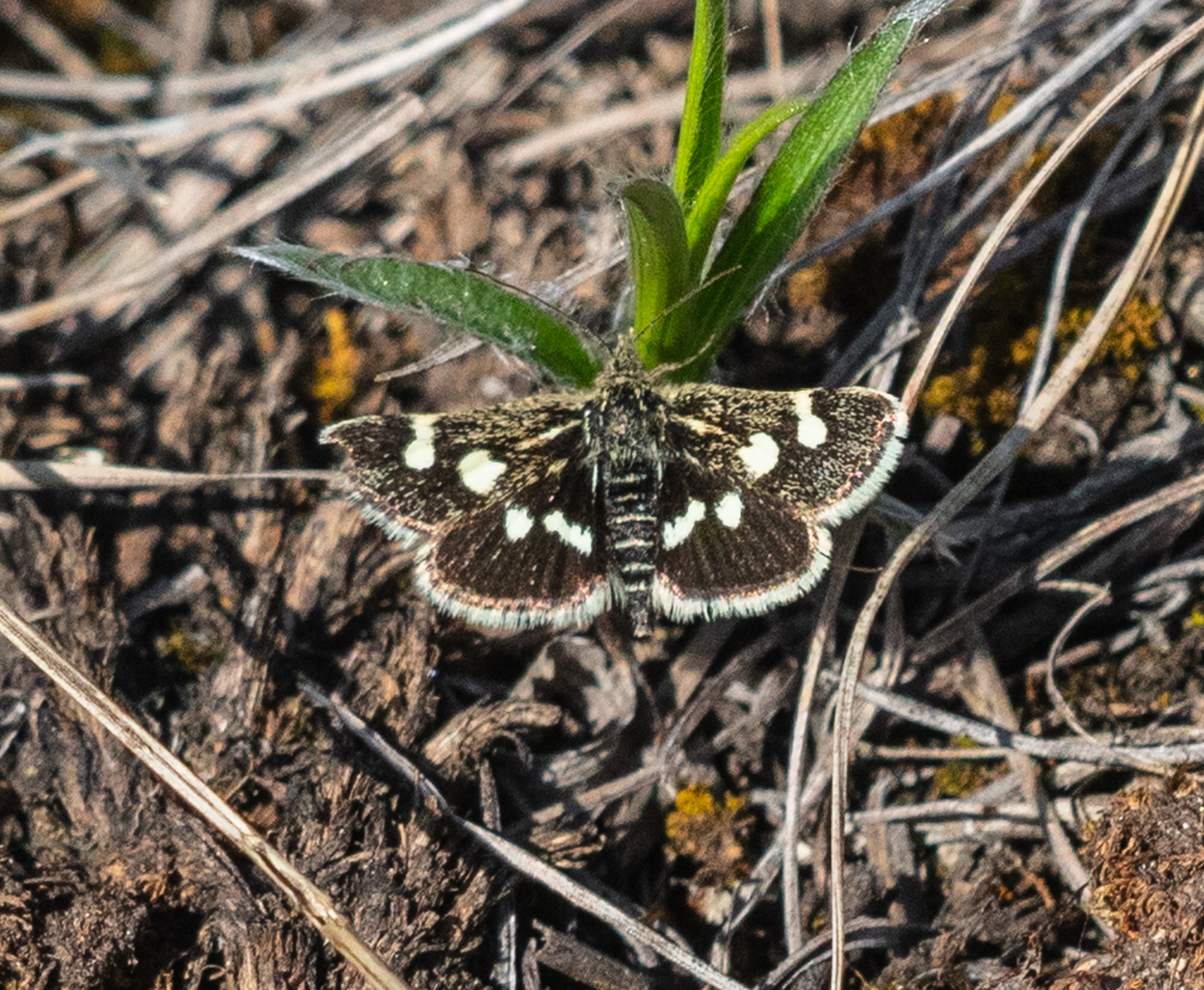 Eurrhypis pollinalis - galajszövő kormosmoly