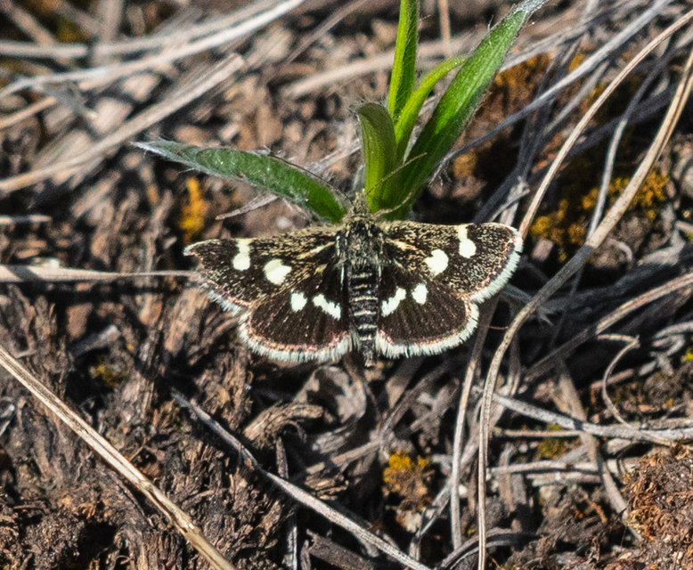 Eurrhypis pollinalis - galajszövő kormosmoly