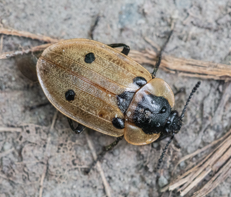 Dendroxena quadrimaculata - négypettyes dögbogár