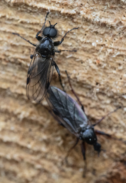 Diptera - Kétszárnyúak