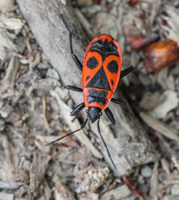 Pyrrhocoris apterus - verőköltő poloska