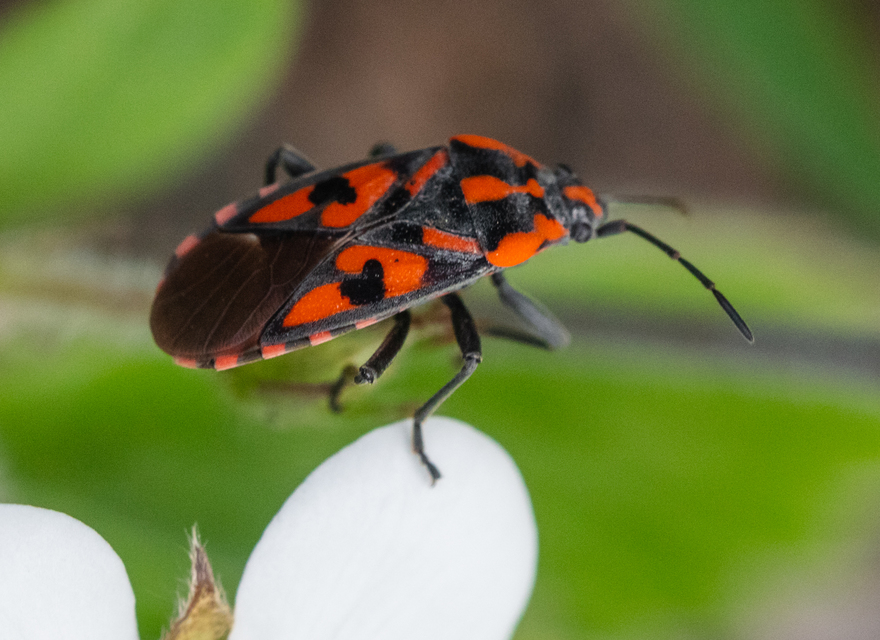 Spilostethus saxatilis - virágbodobács