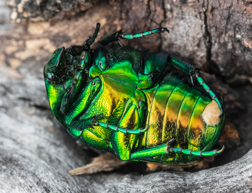Protaetia speciosissima - pompás virágbogár