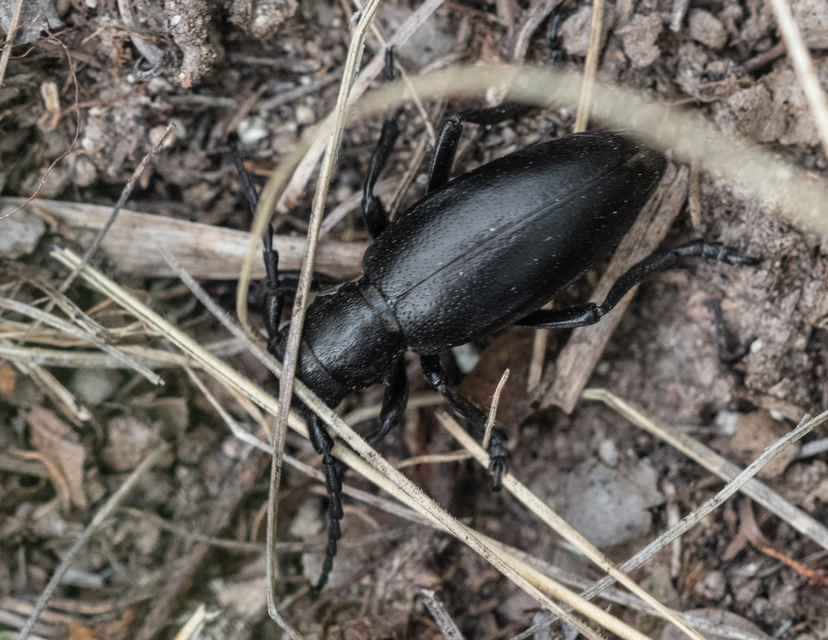 Dorcadion aethiops - fekete gyalogcincér