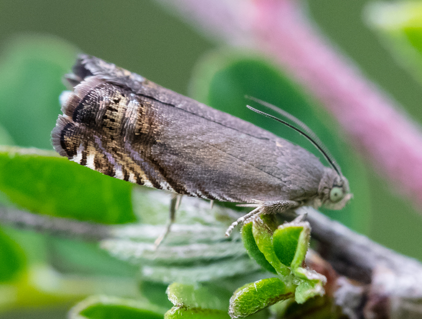 Grapholita nebritana - dudafürtmoly