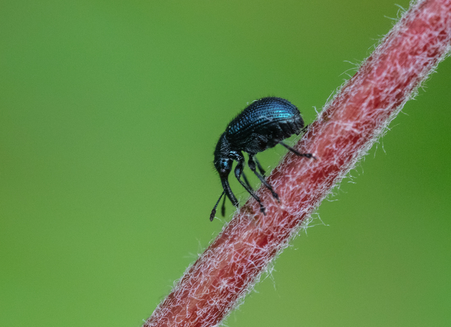 Rhynchitinae