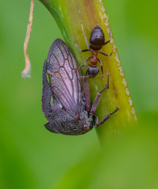 Centrotus cornutus - szarvaskabóca