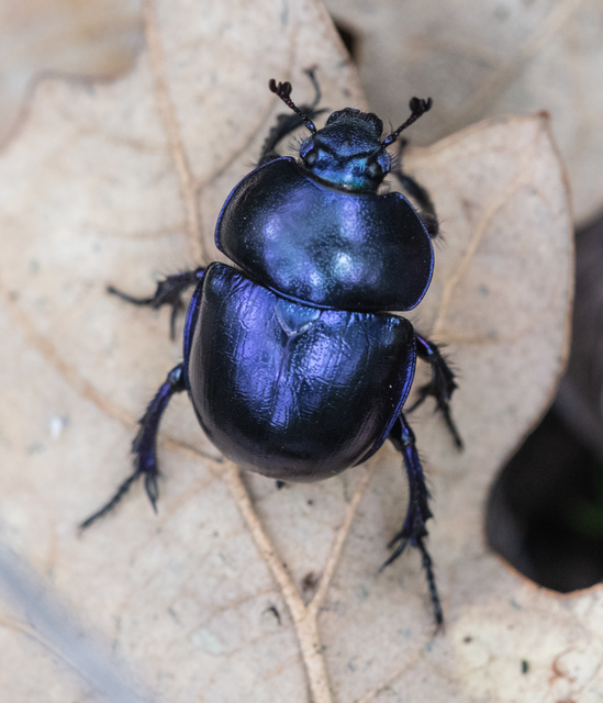 Trypocopris vernalis - tavaszi álganéjtúró