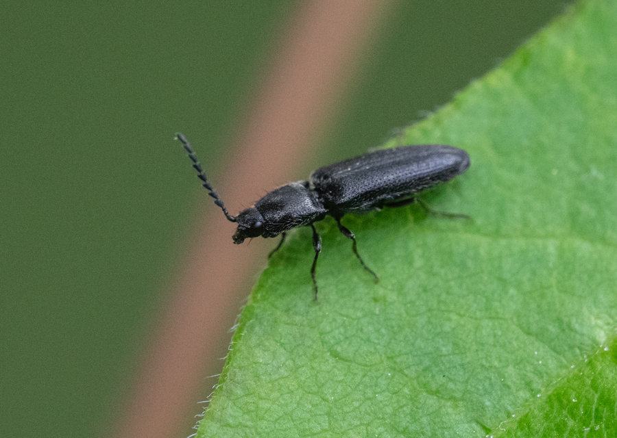 Elateridae - pattanóbogárfélék