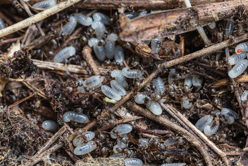 Lasius