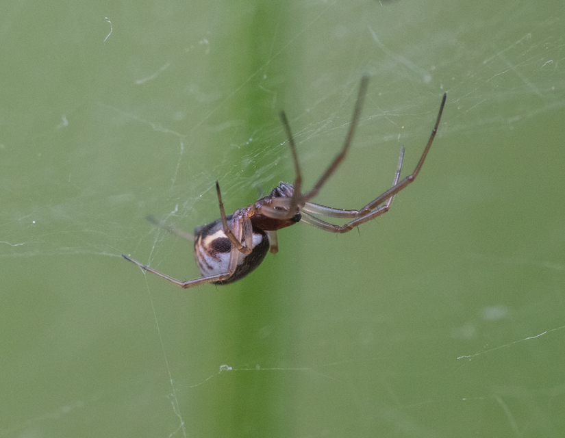 Frontinellina frutetorum - bokor vitorláspók