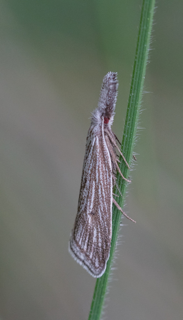 Minetia