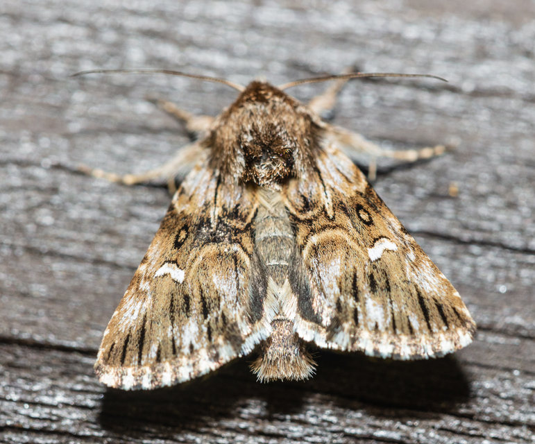 Calophasia lunula - gyújtoványfű-apróbagoly