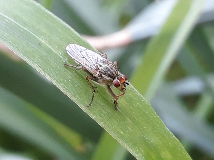 Scathophaga stercoraria - közönséges trágyalégy