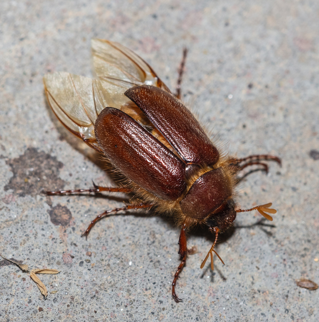 Holochelus vernus - tavaszi cserebogár