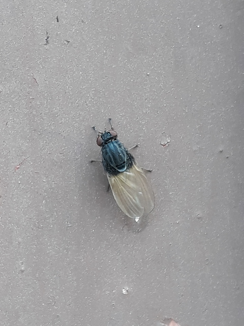 Minettia longipennis
