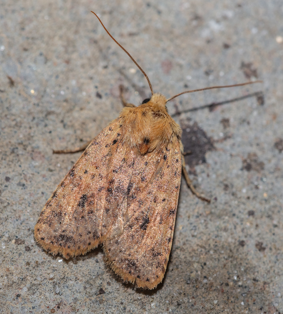 Conistra rubiginea - vörös őszibagoly