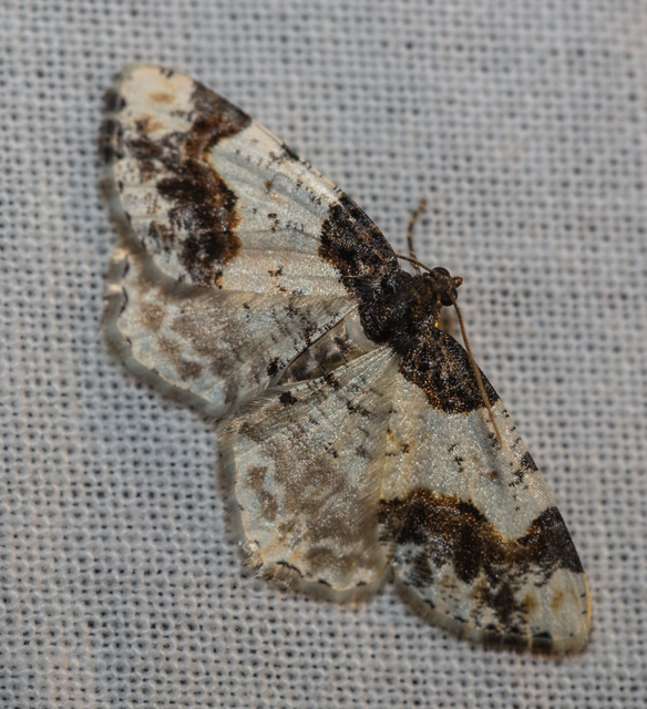 Ligdia adustata - barna levélaraszoló